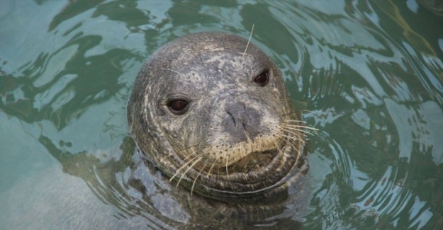 Nesli tükenmekte olan Akdeniz foku, yeniden Kuşadası Körfezi’nde ortaya çıktı