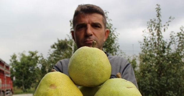 Bursa armutlarının bir tanesi 4 kişiyi doyuruyor