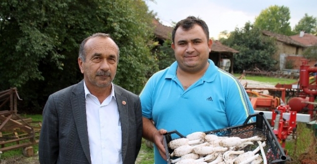 Senede iki sefer görülen bu mantar altından daha değerli