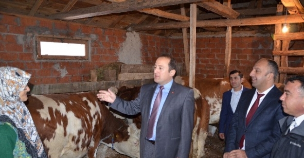 İznikli besicilere sığır dağıtıldı