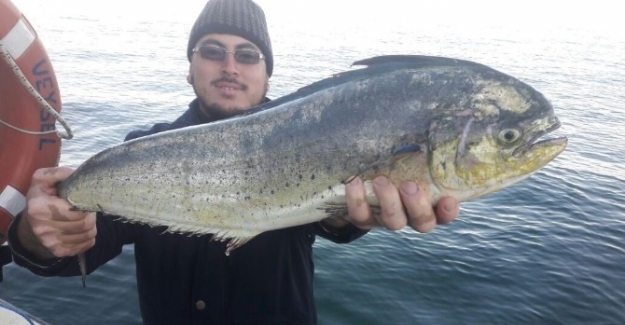 Marmara'da bir ilk; granyöz (sarıağız)