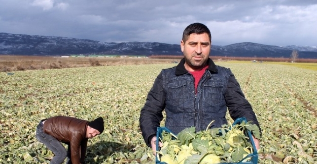 Yenişehir'in "Alabaş" sebzesi vitamin deposu