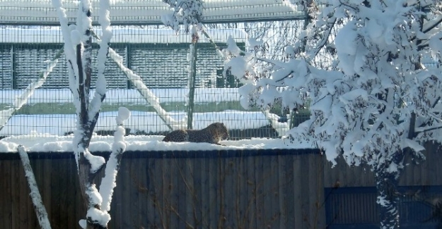 Kış uykusuna yatmayan ayıların kar keyfi