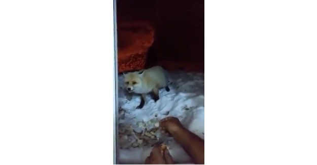 Bayburt'lu vatandaşımız aç kalan tilkiyi vurmadı, ekmekle besledi.