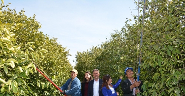 Narenciye üreticisi kışın yaralarını sarıyor