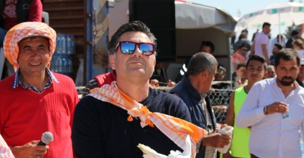 Bodrum’da deve güreşi festivali