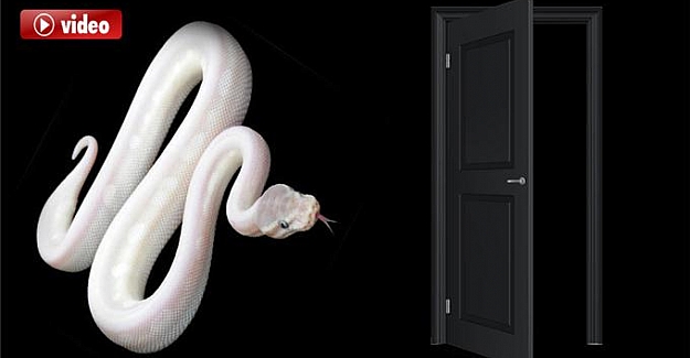 Kayıptı, pitonun midesinden çıktı