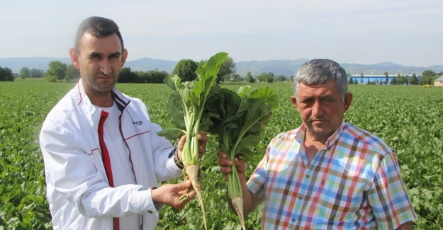 Glikoz hem vatandaşa, hem pancar üreticisine zarar veriyor
