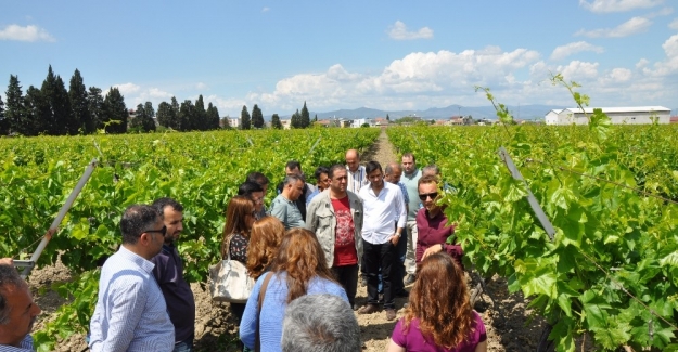 Üzüm rekoltesinde komisyon çalışmaları başladı