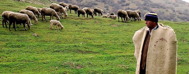 Asgari Ücretin 3 Katı Maaşa Çoban Bulamıyorlar