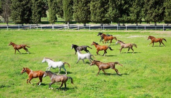 Karacabey TİGEM  46 safkan arap koşu tayı  satacak