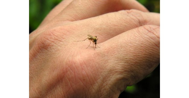 Neden sivrisinekler sizi daha fazla ısırıyor ? Doğal ilacını okuyun !..