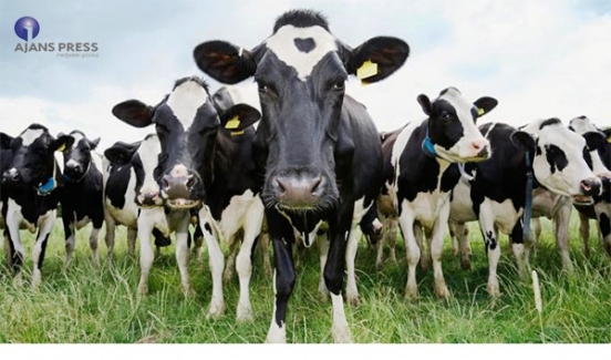 Hayvancılık ithalatı zirve yaptı