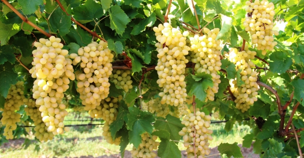 Yaş üzüm ihracatında Rusya bereketi