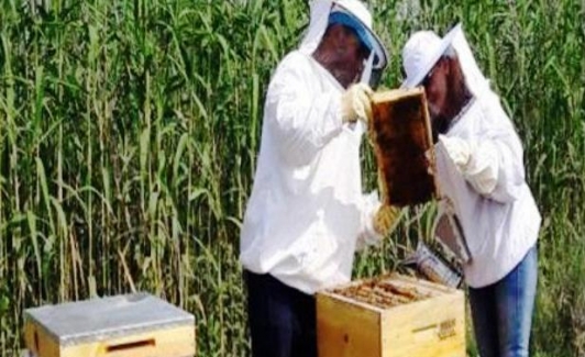 Nilüfer Kent Bostanları’nda bal üretimi