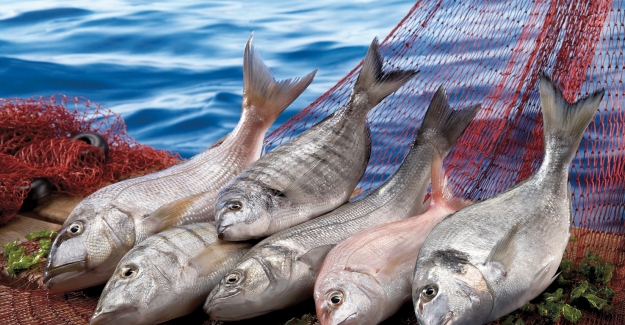 Amerika’ya balık ihracatımız 9 yılda 115 kat arttı