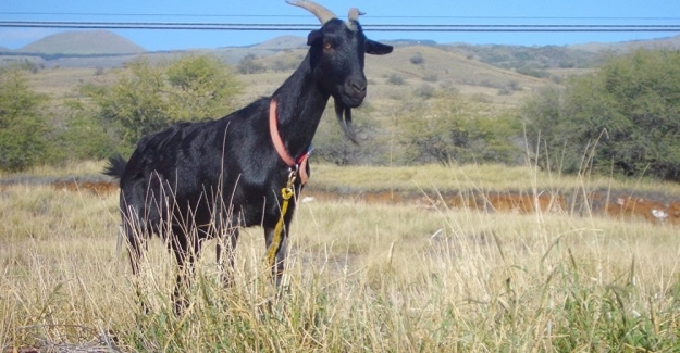 Sahibinin 20 bin euro’sunu yiyen keçi akşam sofrayı süsledi
