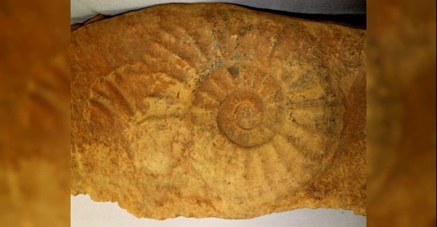 65 milyon yıllık dev salyangoza büyük ilgi