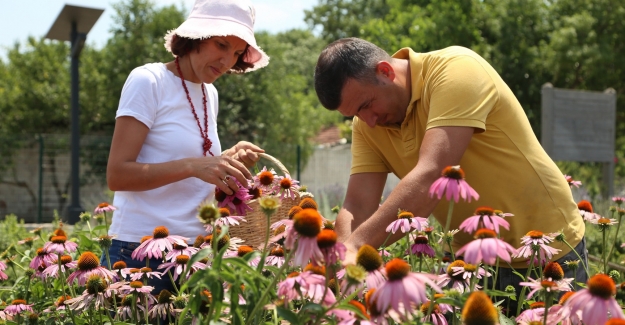 Şifalı bitki ekinezyanın üretimi Nilüfer’de yaygınlaşacak