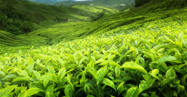 Sri Lanka Çay Kurulu'ndan 'kaçak çay' açıklaması: "Türkiye'de bazı markalar izin almadan logomuzu  kullanıyor"