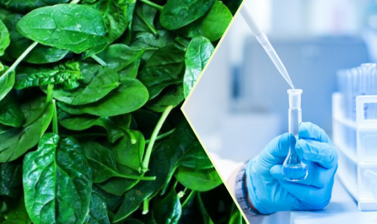 İstanbul'da 108 kişiyi zehirleyen Ispanağı kim öldürdü?