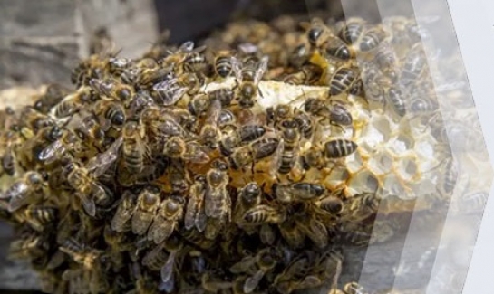 Yaşamımız onlara bağlı; Peki neden yok ediliyorlar?..