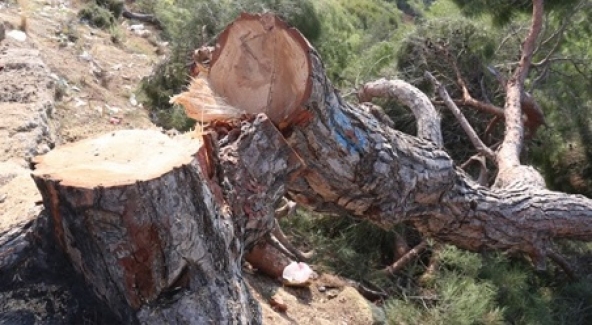 Bunun adı 'Katliam'dır; Mersin'de 76 Dönüm Kızılçam Ormanı Bir Gecede Kesildi