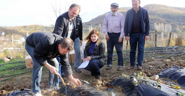 Nilüfer’de meyve yetiştiriciliği gelişİyor