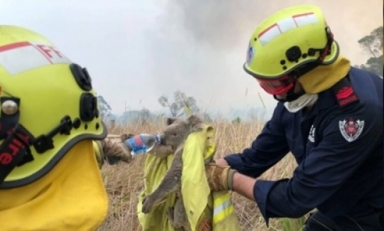 Avustralya yangınları: Neden 4 aydır söndürülemiyor, bilançosu ne?