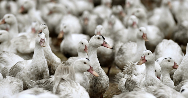 Çinli yetkililer, ülkede 'kuş gribi salgınının' da başladığını açıkladı