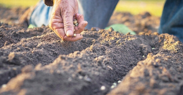 Yerli tohum seferberliği başlıyor