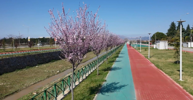 Bursa'da erik ve bademler çiçek açtı