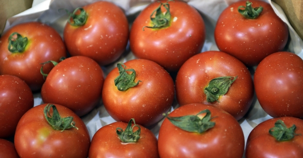 Türk domatesi Rusya vizesini aldı