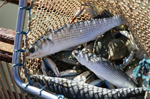 3-4-5 Nisan'da "Evde Hayat, Sofrada Balık" Kampanyasında maliyetine balık satışları