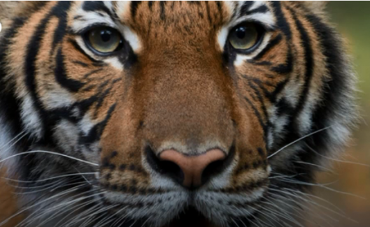 Koronavirüs ilk kez bir kaplanda çıktı