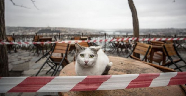 'Koronavirüsten korumak için kedilerinizi evde tutun'
