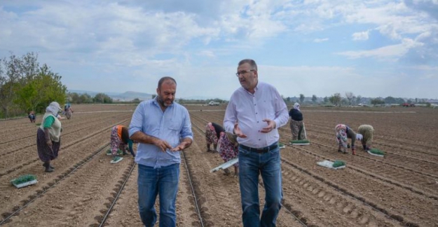 Karacabey tarım üreticisi salgına rağmen çalışıyor: Hedef 1,3 milyon ton domates ürünü..