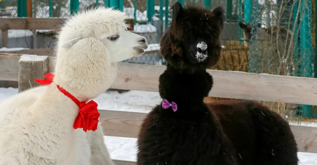 Koronavirüs Sibirya’daki hayvanat bahçesine yaradı: ‘Bebek patlaması’ yaşandı