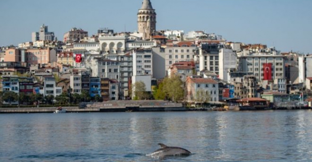 Koronavirüs: Vahşi hayvanlar daha sessiz bir dünyanın keyfini çıkarıyor