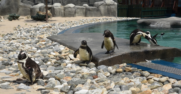 Bursa Hayvanat Bahçesi yeni sosyal hayata hazır
