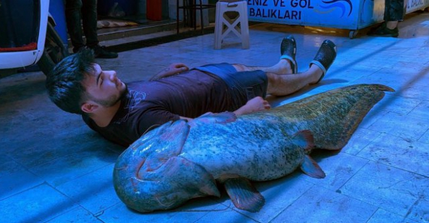 İznik Gölü'nde kendi boyu kadar balık yakaladı