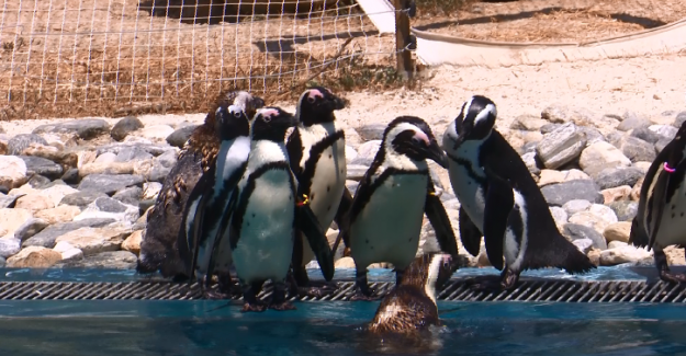 Bursa Hayvanat Bahçesinde nüfus hızla artıyor