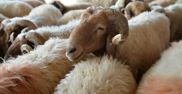 Kurban kesmek yerine sadaka vermekle bu ibadet yerine getirilmiş olur mu?