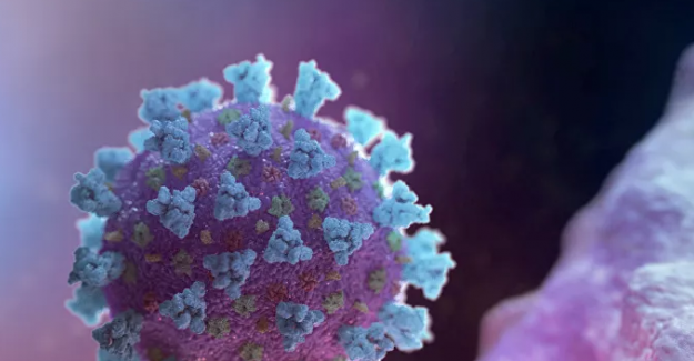 Lamalardan alınan iki antikor, laboratuvar ortamında Kovid-19'u etkisizleştirdi