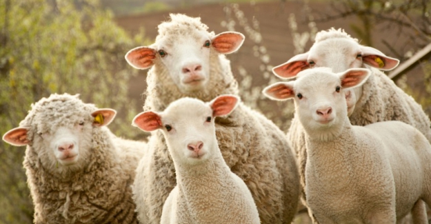 Mübarek Kurban Bayramınız Kutlu Olsun!