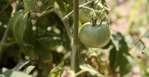 Nilüfer’de halka bedava dağıtılan fideler ürün verdi