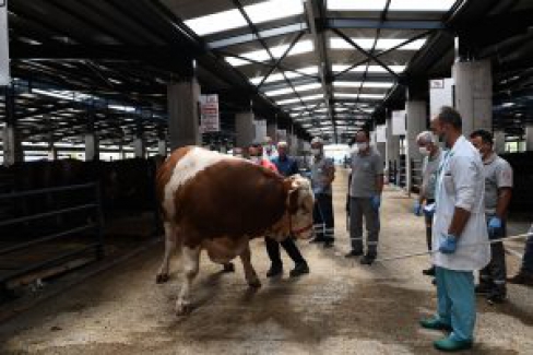 Osmangazi Belediyesi'nin ilginç ekibi: ‘Kurban Yakalama Timi’