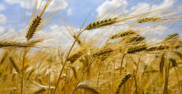 Rapor: Koronavirüs gıda fiyatlarını düşürecek