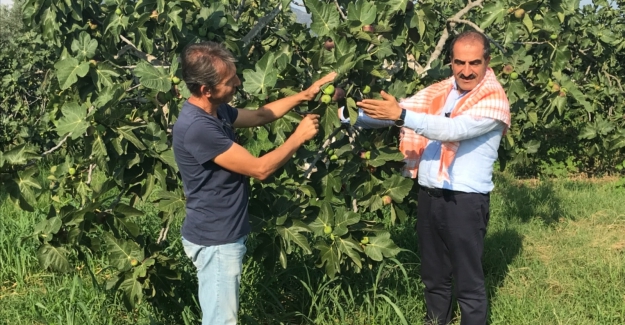 Siyah incir Türkiye’den 45 ülkeye ihraç ediliyor