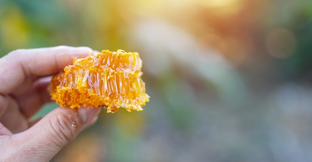 Arıların Savunma Sistemi İnsanları da Koruyor